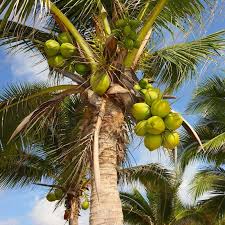  coconut Eco Club Image